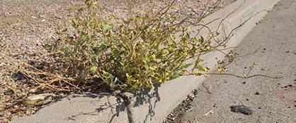 Weeds or Dead Plants